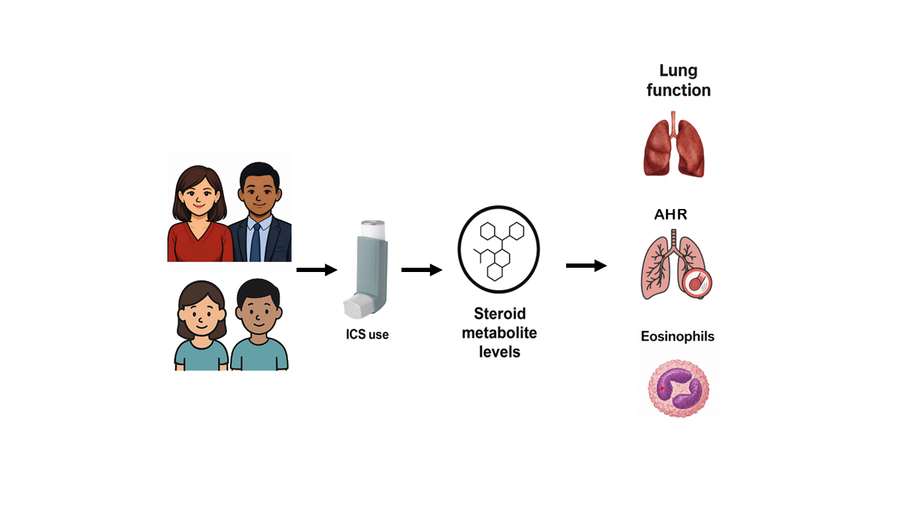 Graphical abstract: ICS use alters steroid metabolite levels, which in turn relate to lung function, airway hyperresponsiveness, and eosinophils in a sex-specific manner.